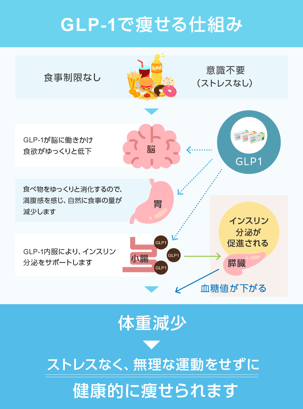 GLP-1で痩せる仕組み