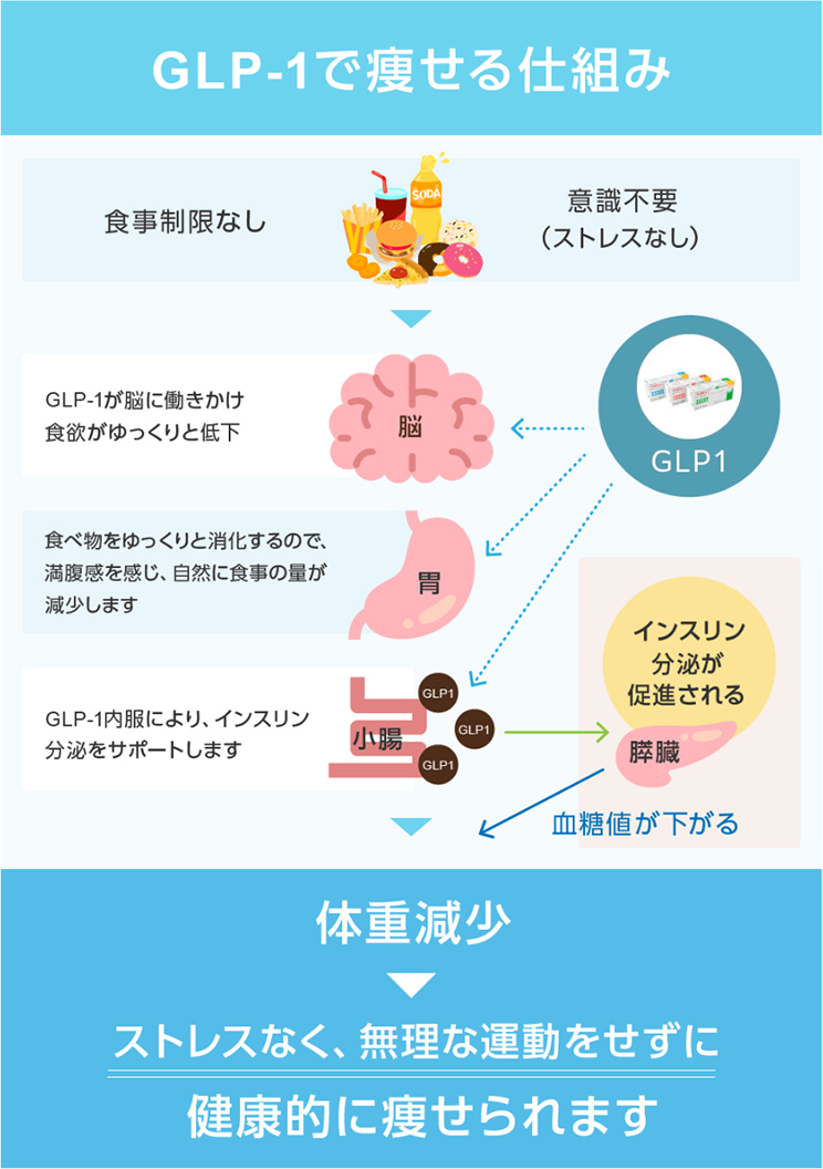 GLP-1で痩せる仕組み