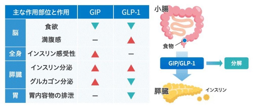 マンジャロで痩せる仕組みとは？